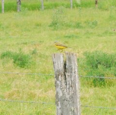 Motacilla flava flava