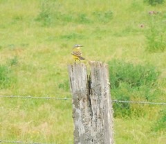 Motacilla flava flava