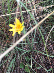 Nothocalais troximoides