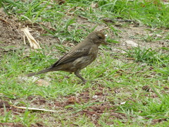 Haemorhous mexicanus