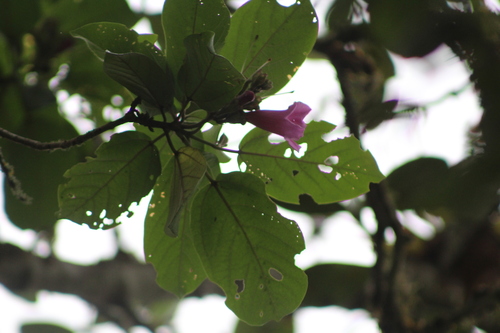 Image of Delostoma integrifolium by (c) Martha Lucia Ortiz-Moreno, some rights reserved (CC BY)