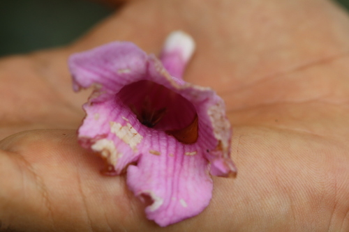 Image of Delostoma integrifolium by (c) Martha Lucia Ortiz-Moreno, some rights reserved (CC BY)