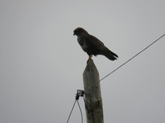 Buteo buteo rothschildi