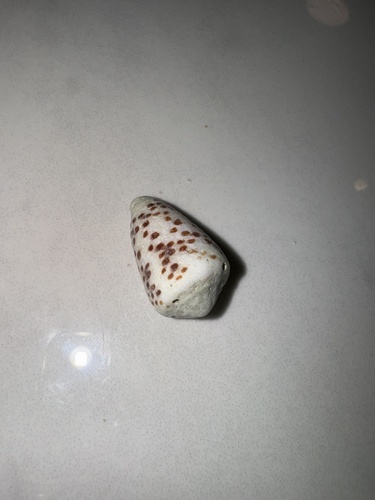 Conus pulicarius observed 2024-07-05
