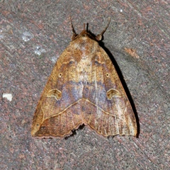 Goniocarsia