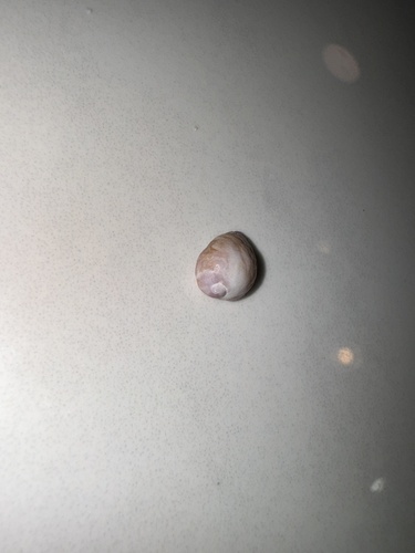Monodonta, 2024-07-05