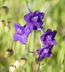 Delphinium variegatum variegatum