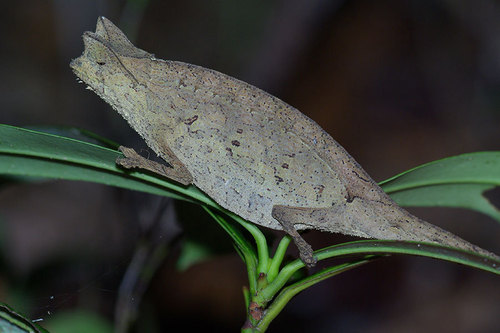 Brown Leaf Chameleon