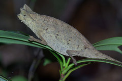 Brookesia superciliaris