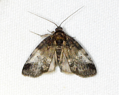 Baileya levitans