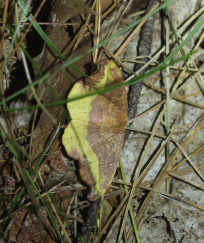 Rose Hooktip photo 6
