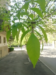 Fraxinus ornus