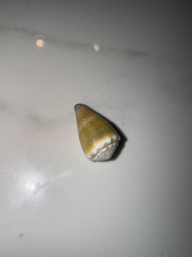 Conus lividus observed 2024-07-05