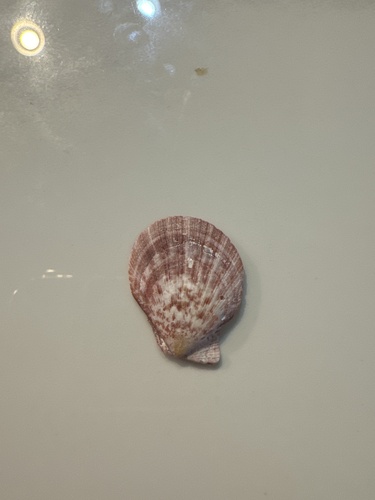 Laevichlamys cuneata observed 2024-07-05