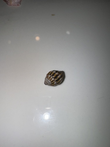 Vexillum lautum, 2024-07-05