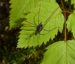 Platybunus