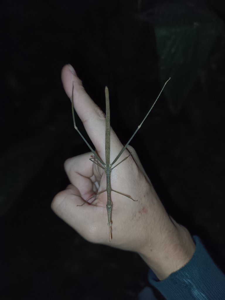 Corynorhynchus tibarisae