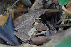 Gephyromantis luteus