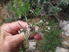 Collomia tinctoria