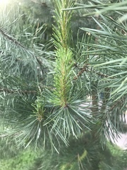 Pinus sylvestris
