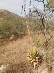 Aloe pretoriensis