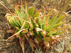 Aloe pretoriensis