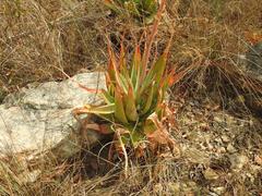 Aloe pretoriensis