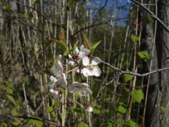 Prunus