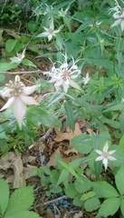 Monarda russeliana