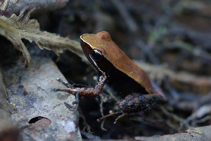 Eastern Madagascar Frog