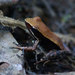 Mantidactylus albofrenatus - Photo (c) John Sullivan, some rights reserved (CC BY-NC), uploaded by John Sullivan
