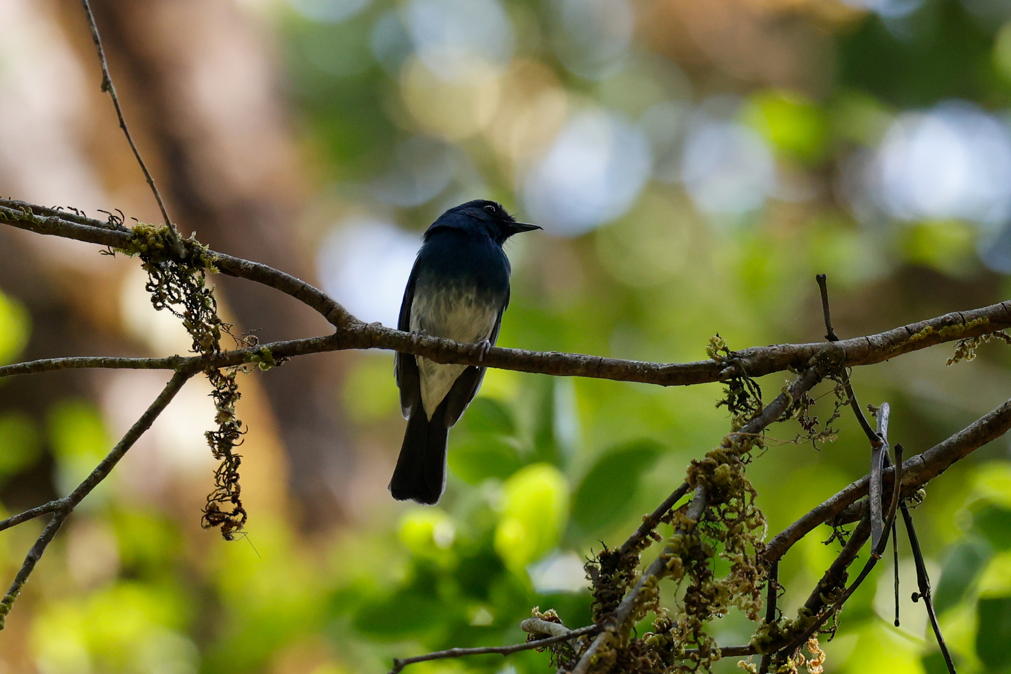 White-bellied Blue Flycatcher (Cyornis pallidipes), photo 7