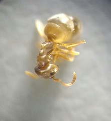 Lasius pallitarsis