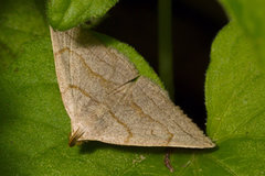 Zanclognatha pedipilalis