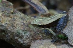 Mantidactylus