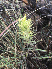 Castilleja cervina