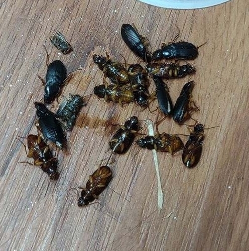 Pennsylvania Dingy Ground Beetle photo 6