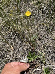 Alpine Cinquefoil (Potentilla hippiana)