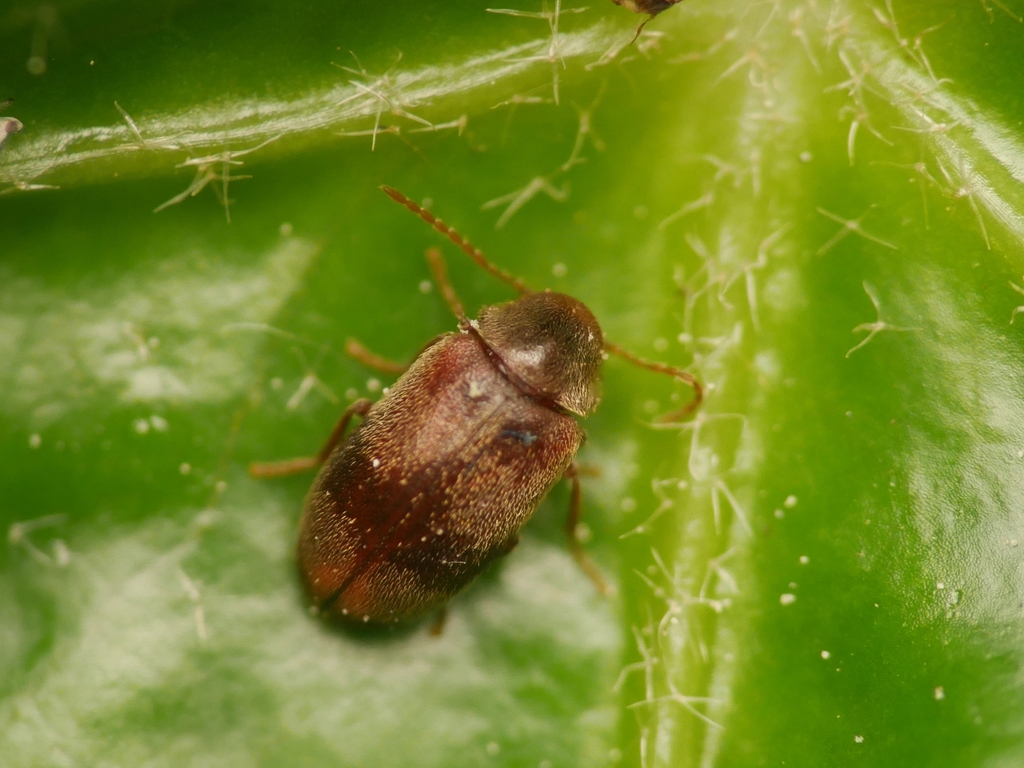 ivy boring beetle, photo 1 of 10