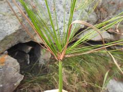 Cyperus leptocladus