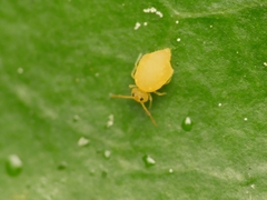 Deuterosminthurus pallipes