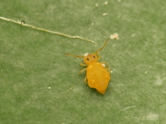 Deuterosminthurus pallipes