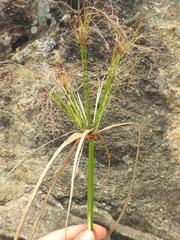 Cyperus leptocladus