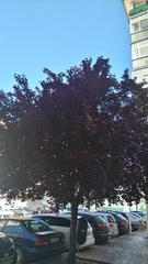Prunus cerasifera pissardii