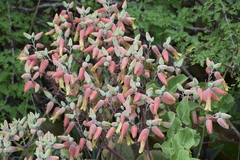 Kalanchoe gastonis-bonnieri