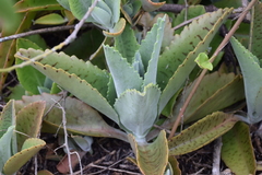 Kalanchoe gastonis-bonnieri