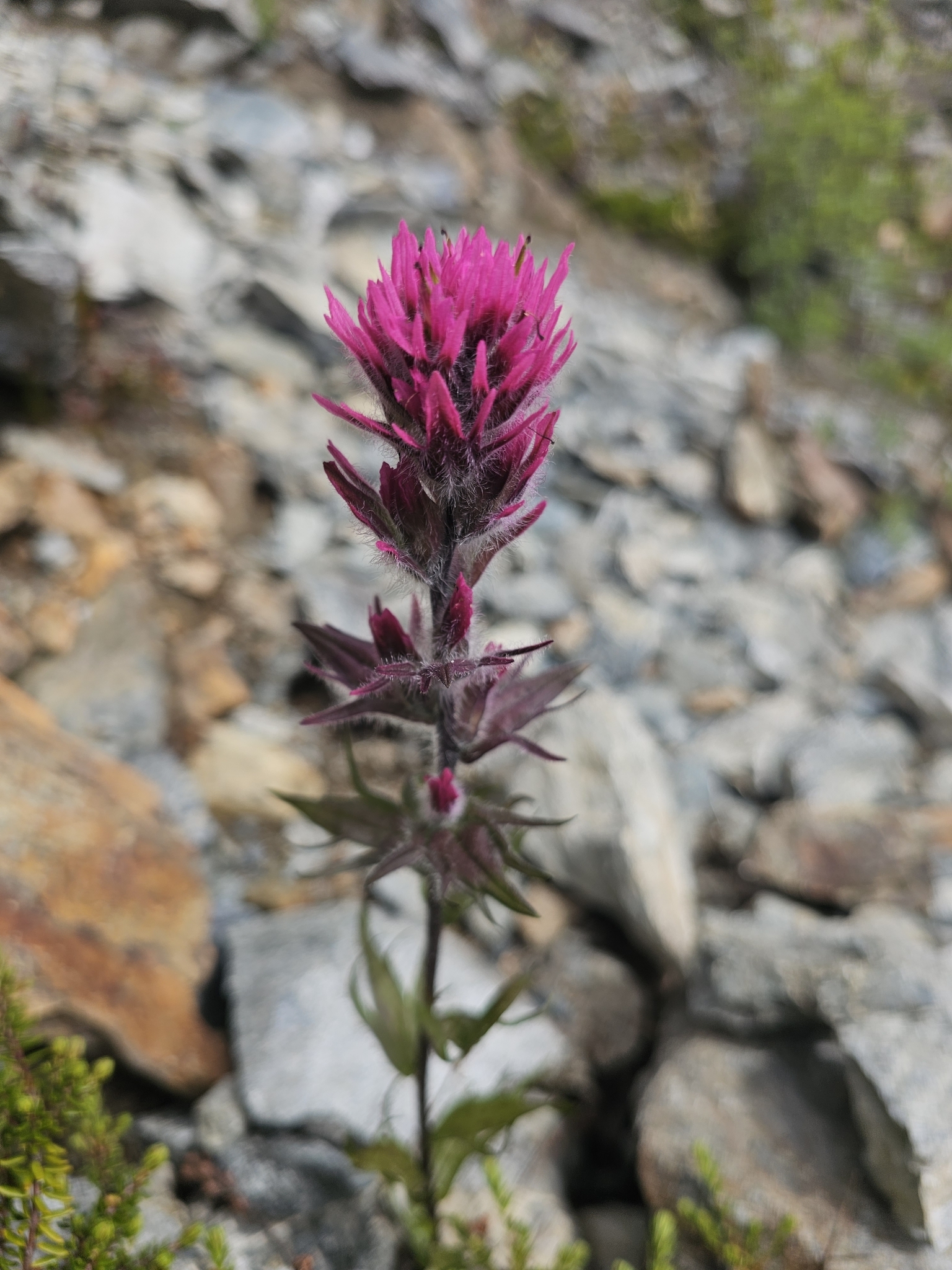 Castilleja parviflora