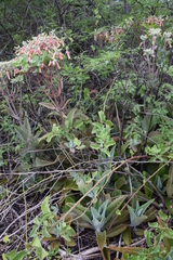 Kalanchoe gastonis-bonnieri