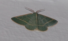 Microloxia ruficornis