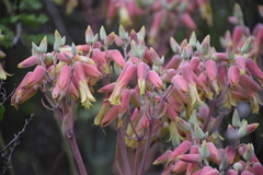 Kalanchoe gastonis-bonnieri